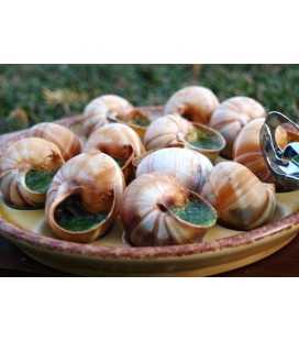 Escargots d'Alsace surgelés